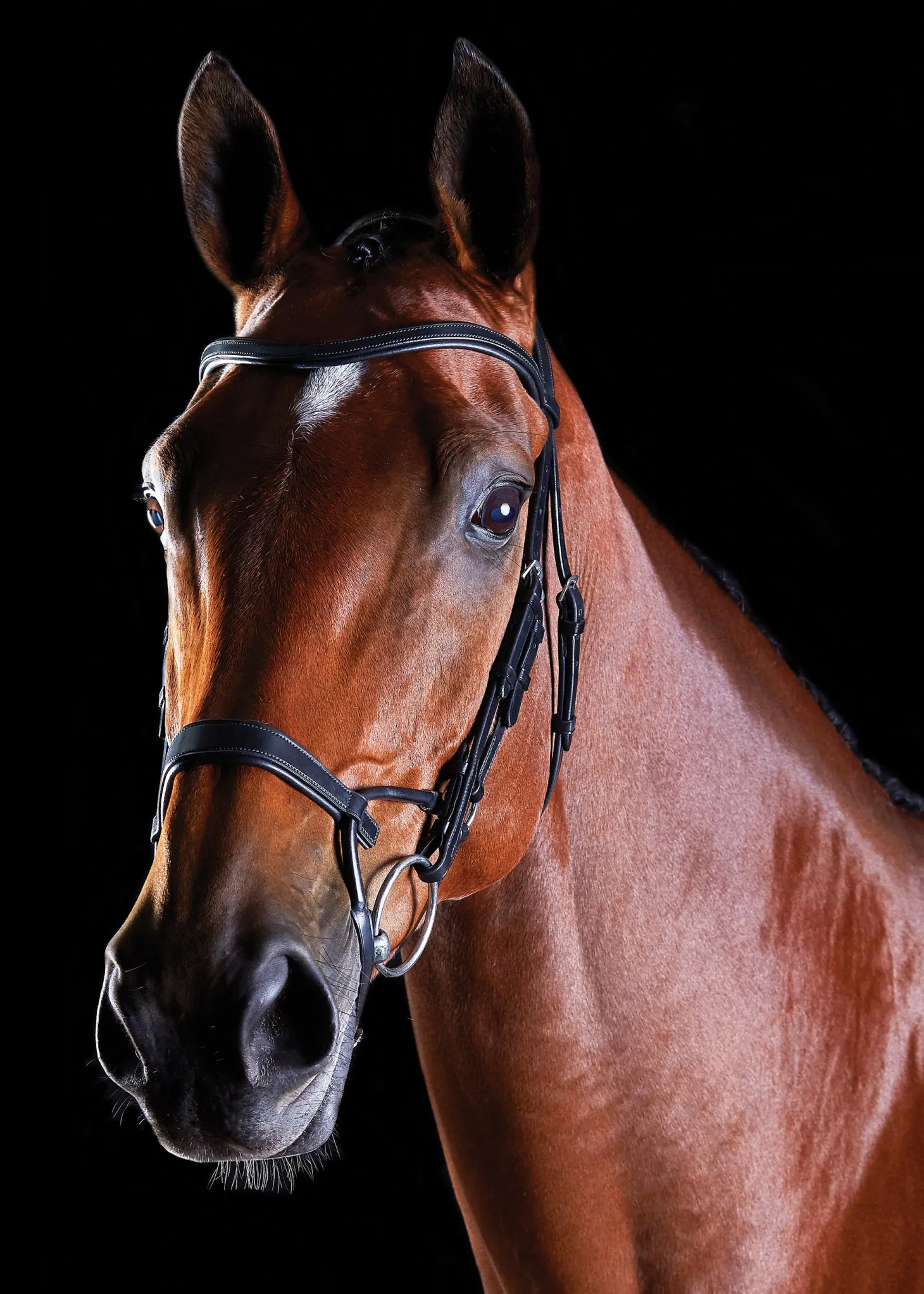 Collegiate® ComFiTec™ Training Bridle