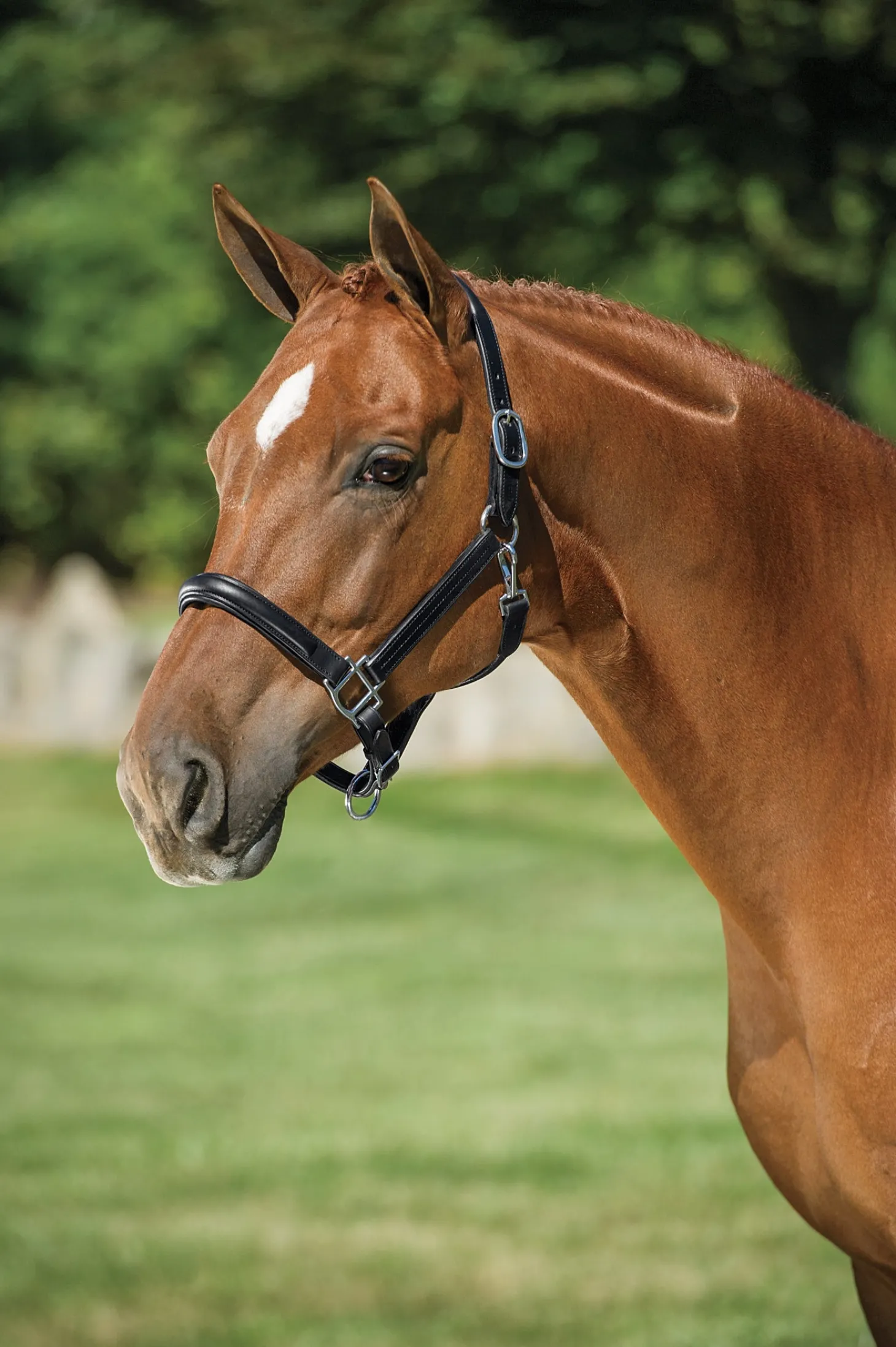 DS Classic Plain Raised Padded Halter