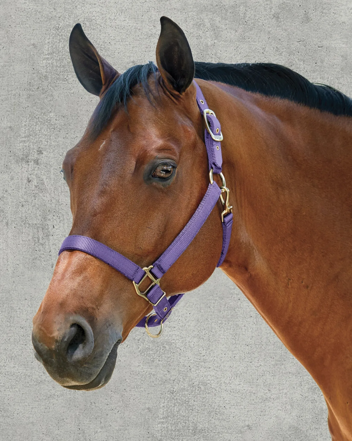 DS Heavy Nylon Halter