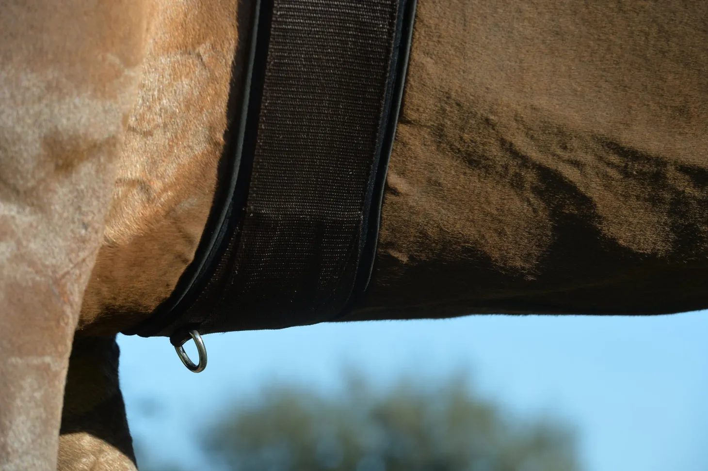 EquiFit® Essential Schooling Girth with SheepsWool™ Liner