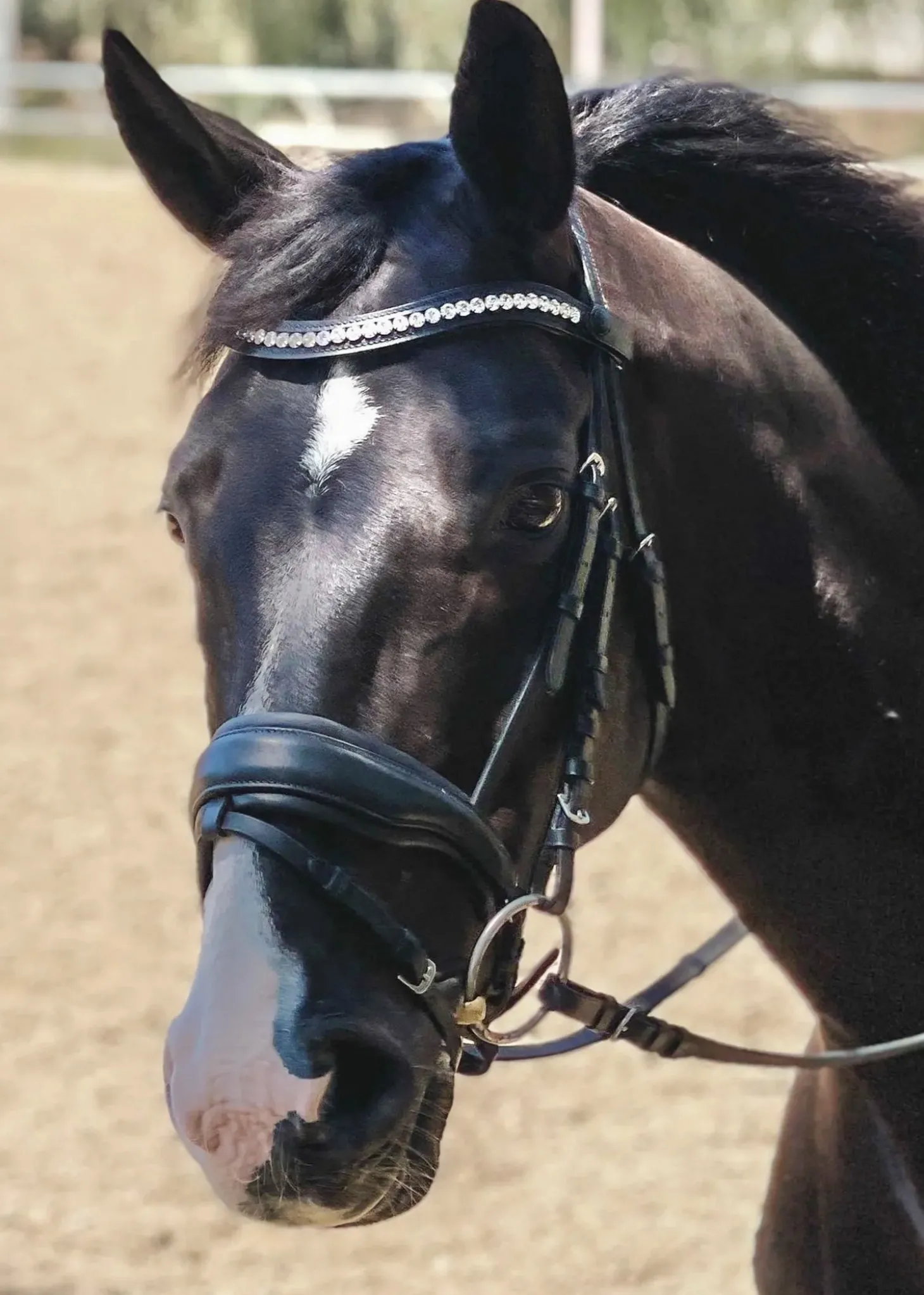 Halter Ego Brixton Snaffle Bridle