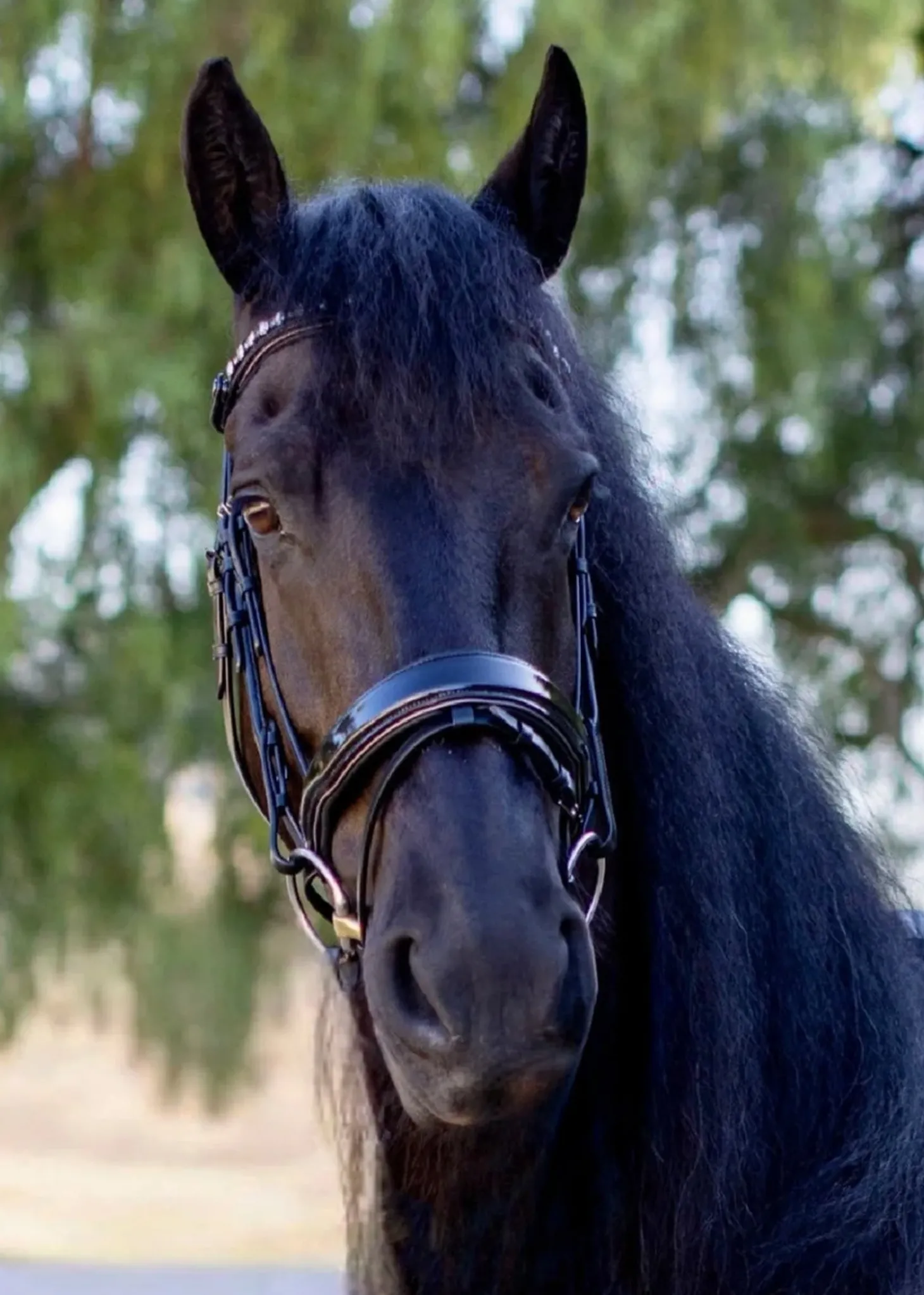 Halter Ego Ocala Snaffle Bridle