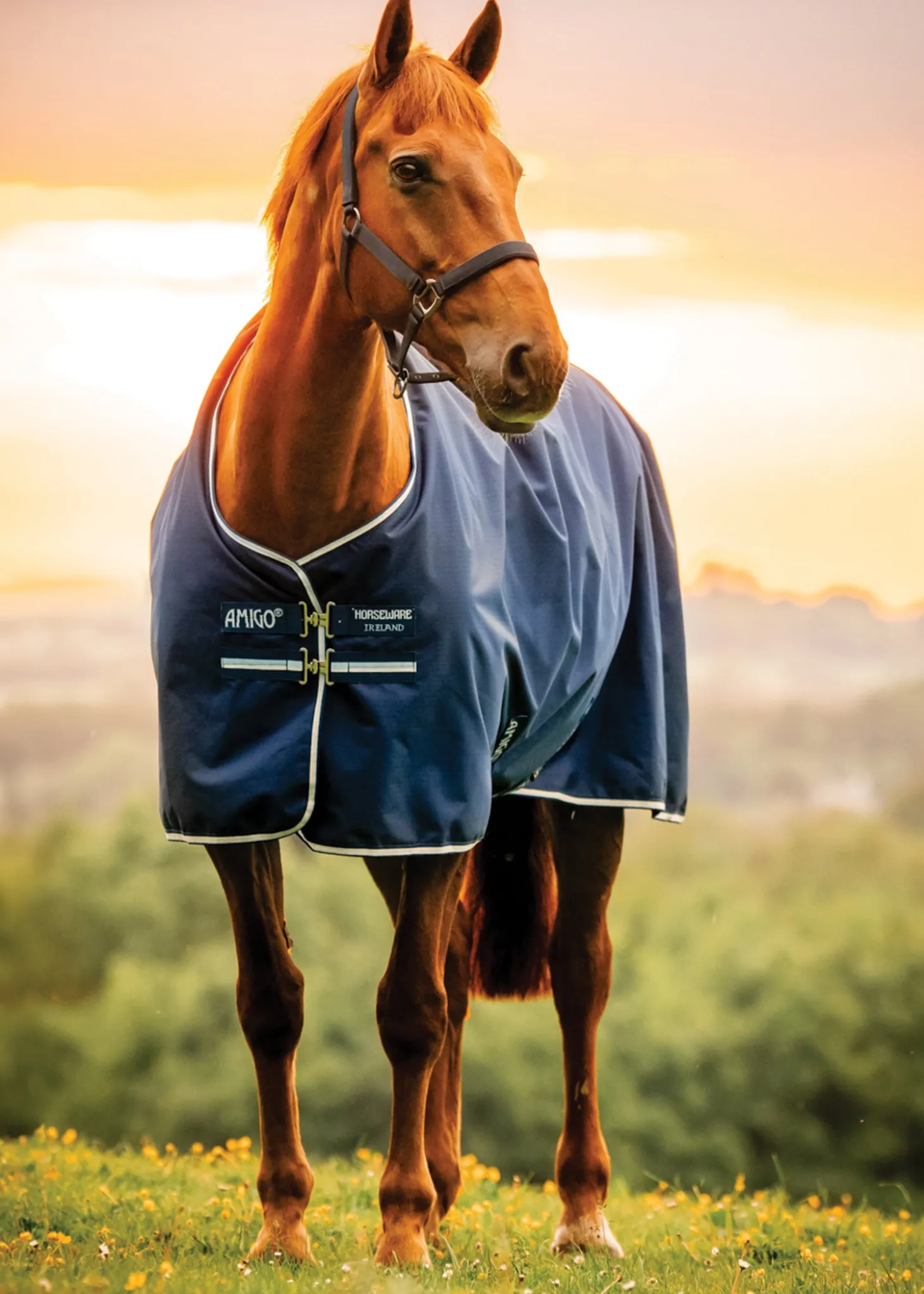 Horseware® Ireland Amigo® Ripstop 900D 200 Gram Standard Neck Pony Turnout–Seasonal Color