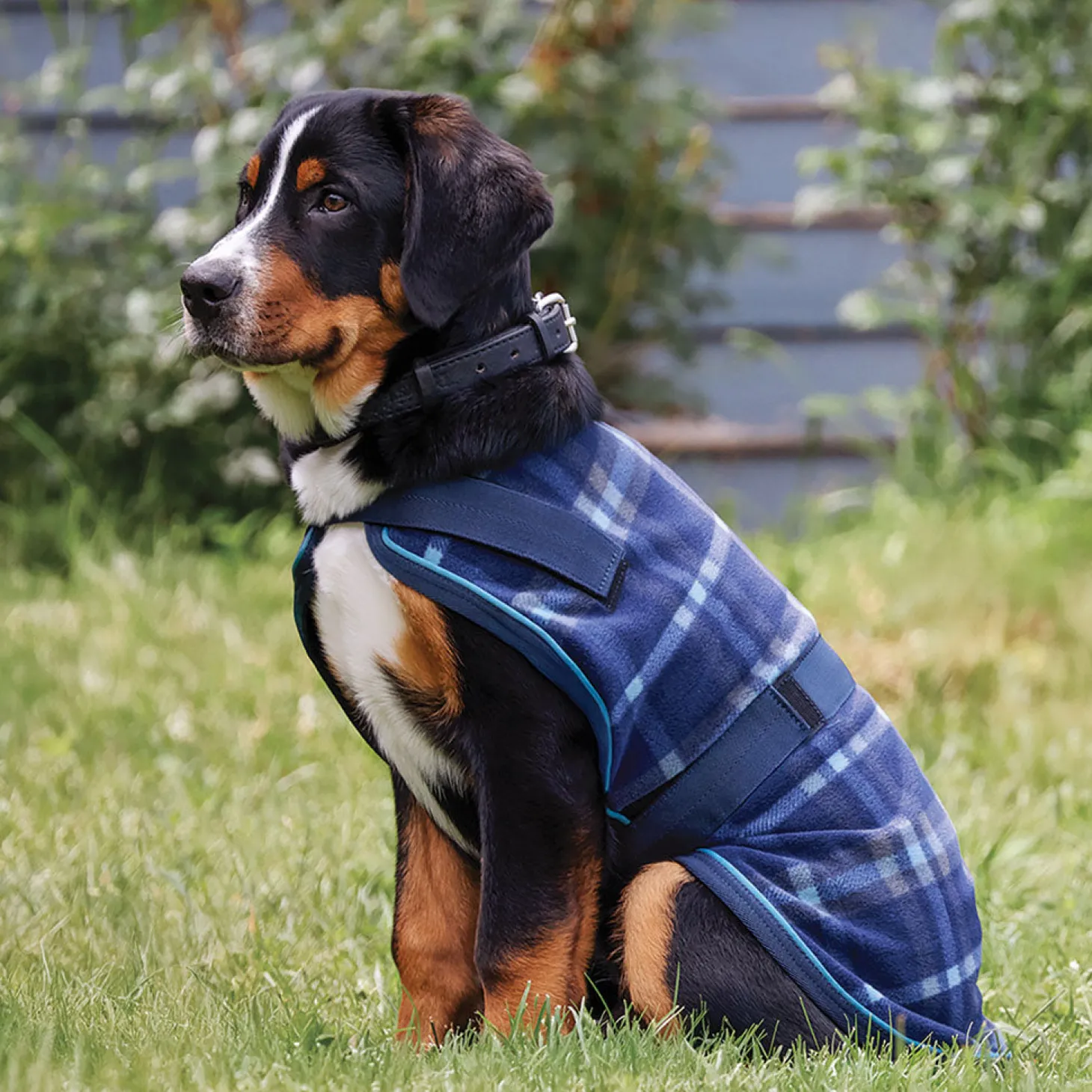 Rider’s International™ Dog Cooler