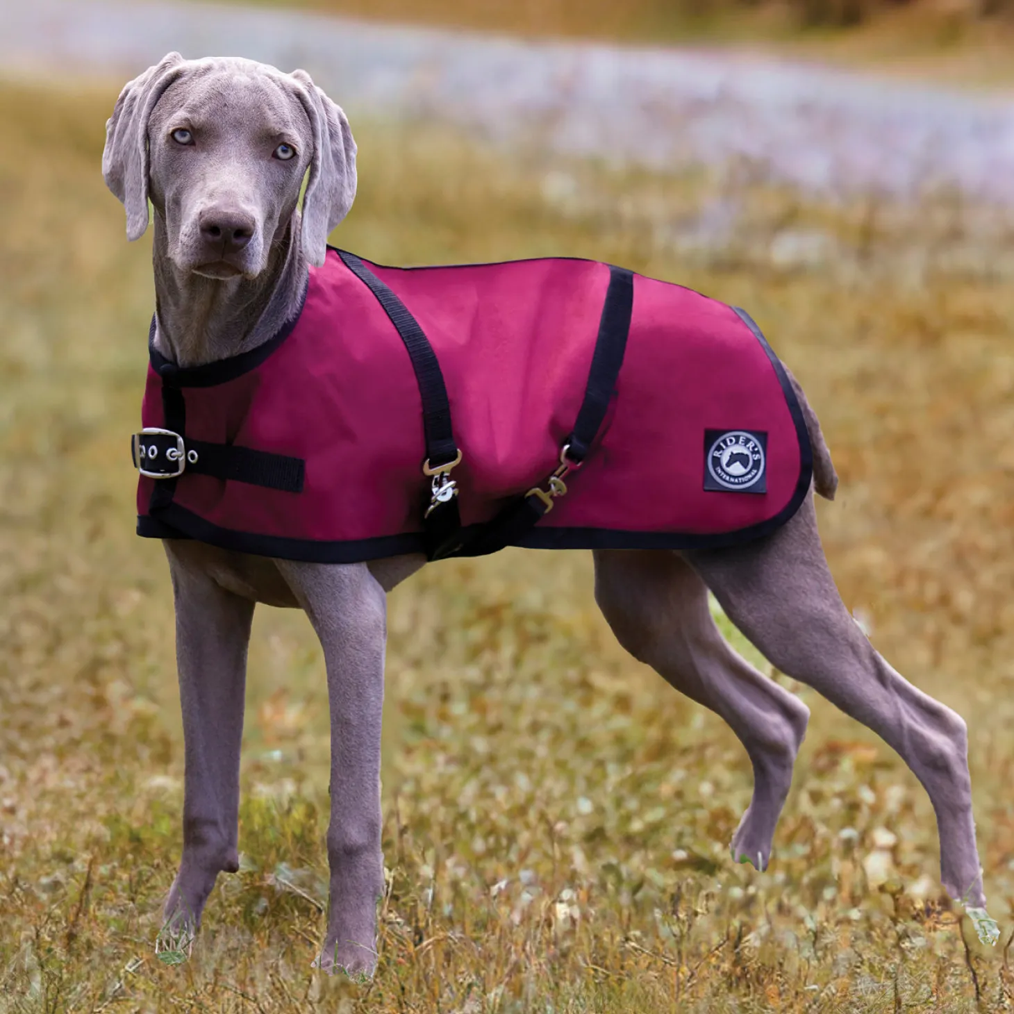 Rider’s International™ Dog Turnout Sheet