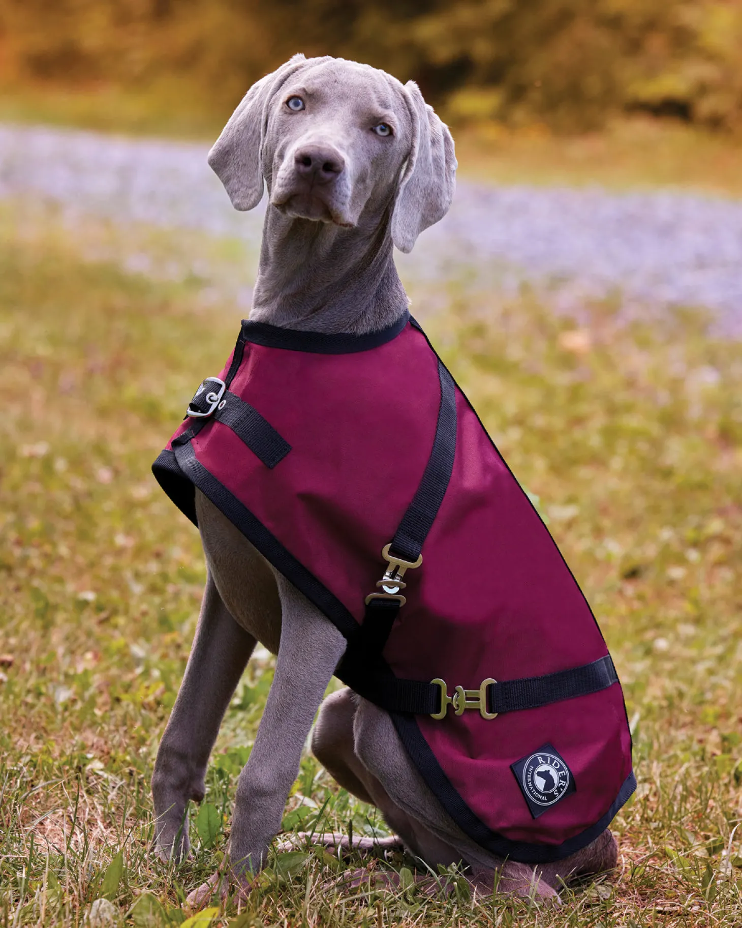 Rider’s International™ Dog Turnout Sheet