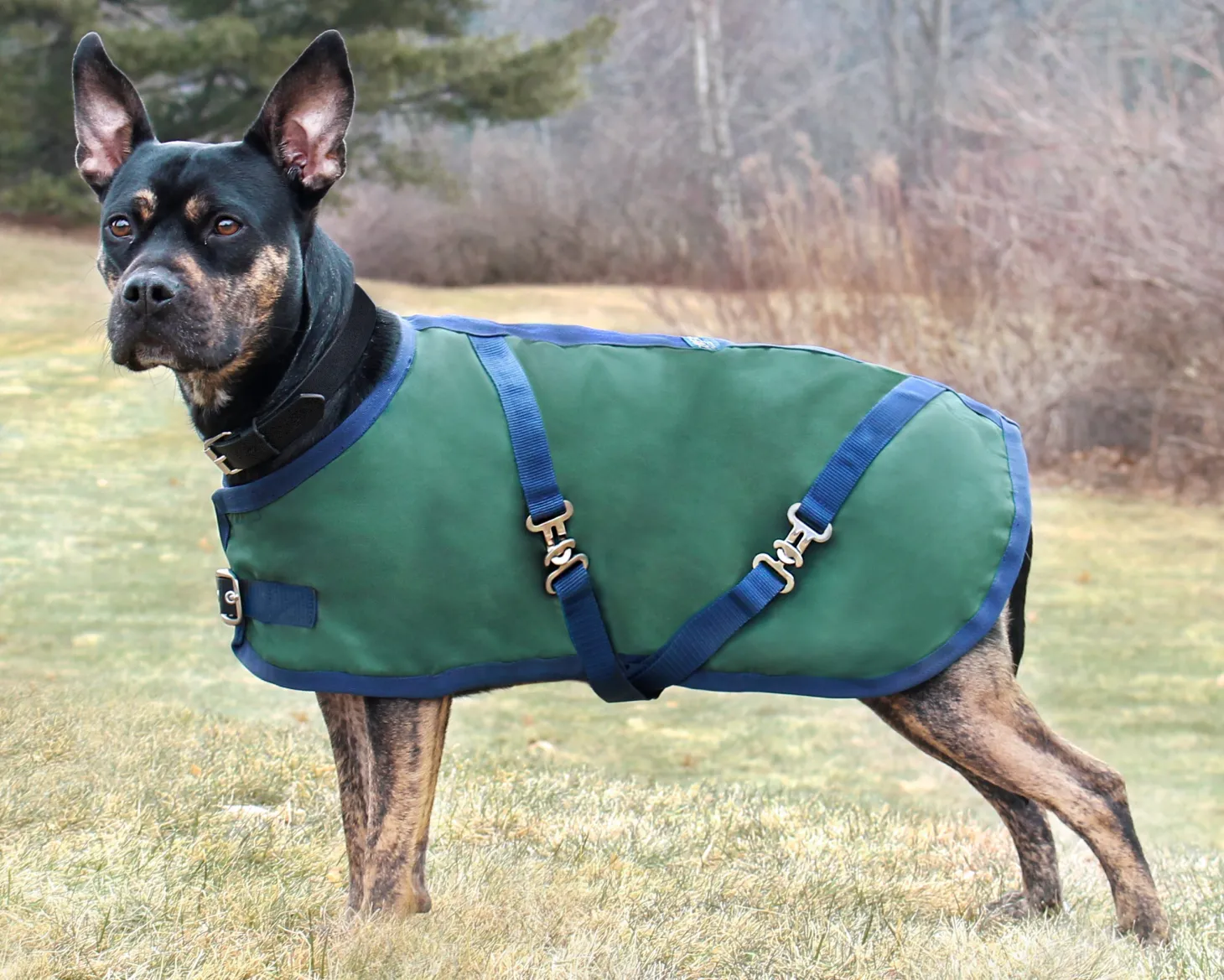 Rider’s International™ Dog Turnout Sheet