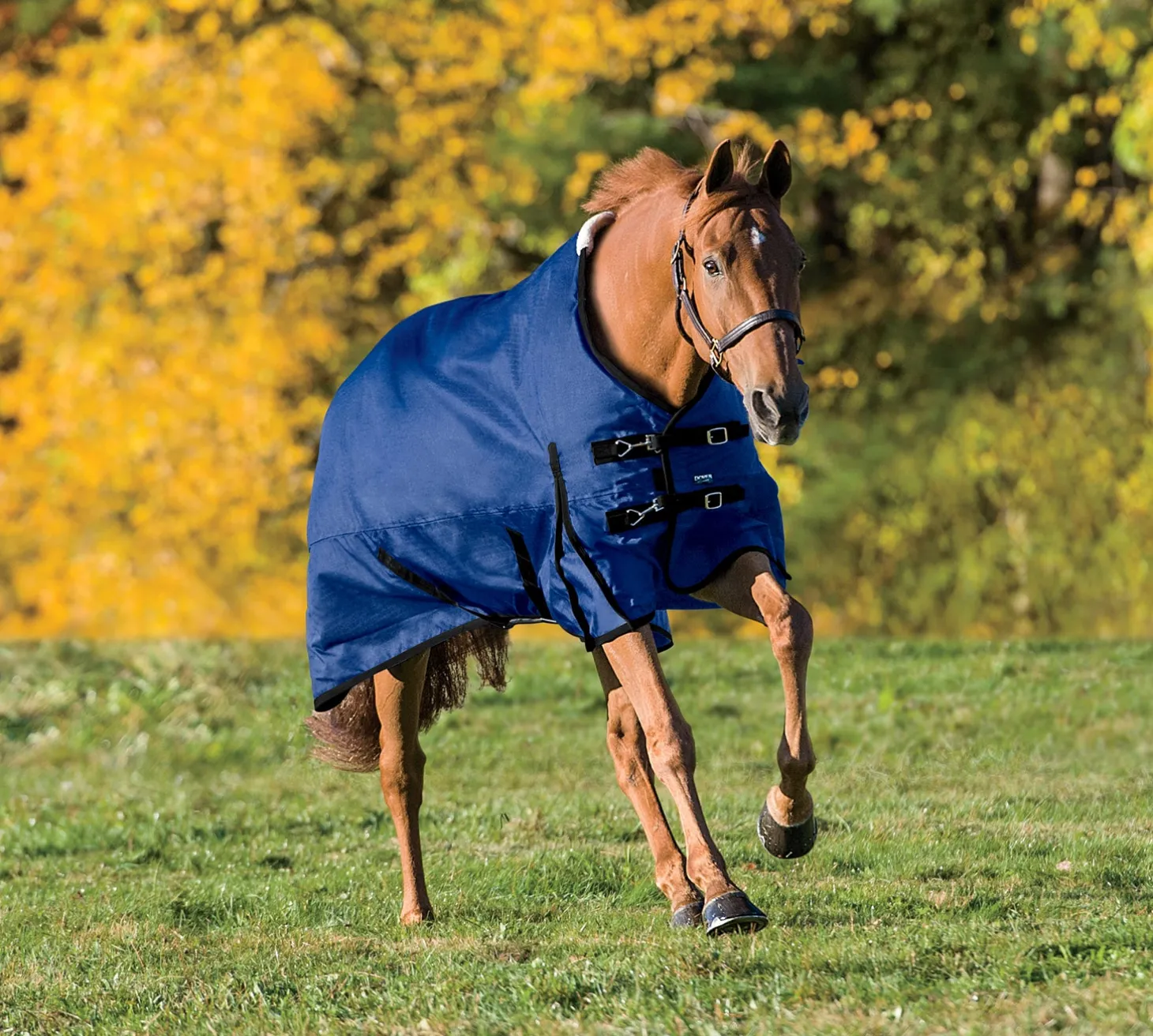 Rider’s International™ Supreme Turnout Sheet