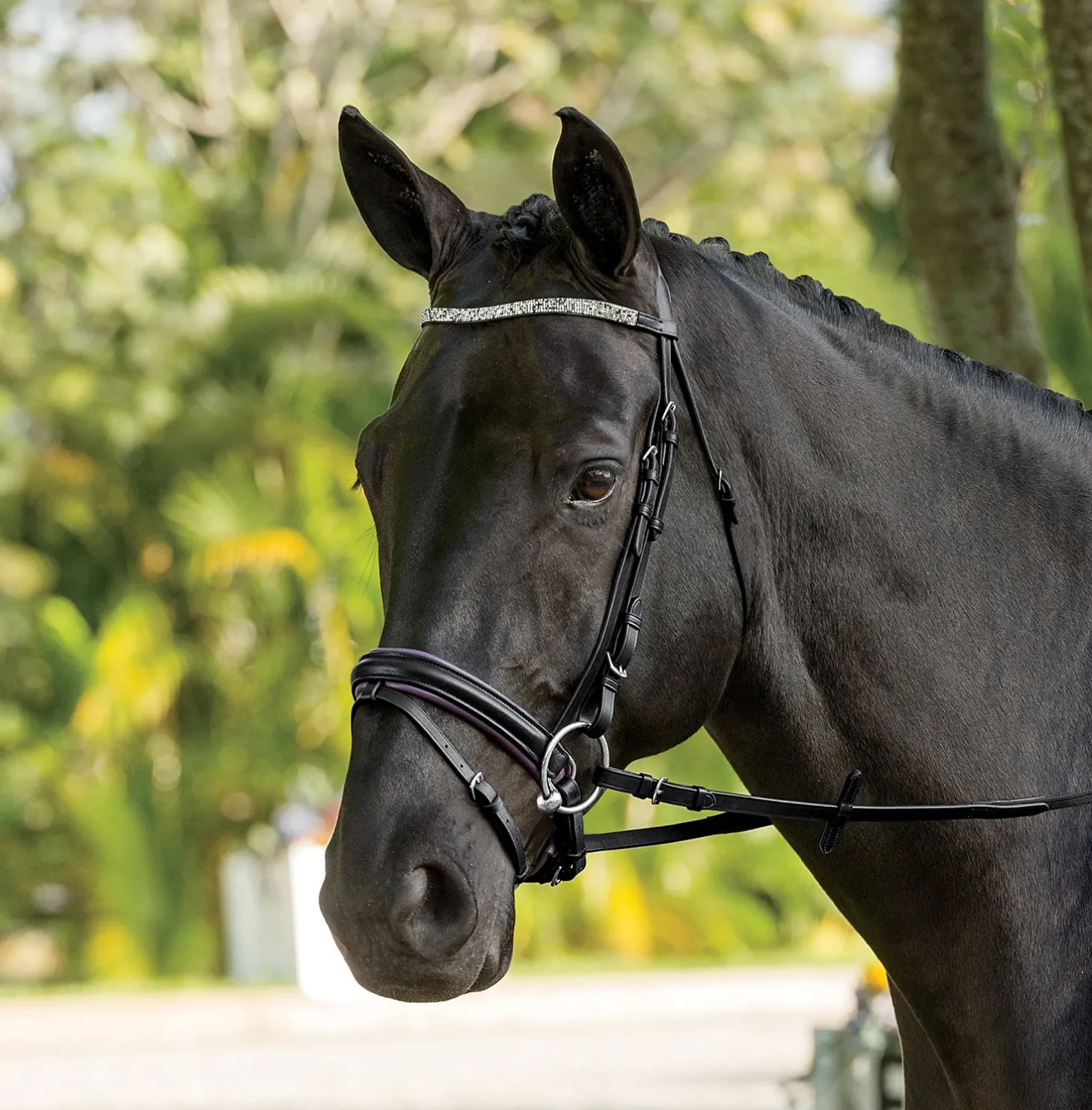 Suffolk™ Curved Browband