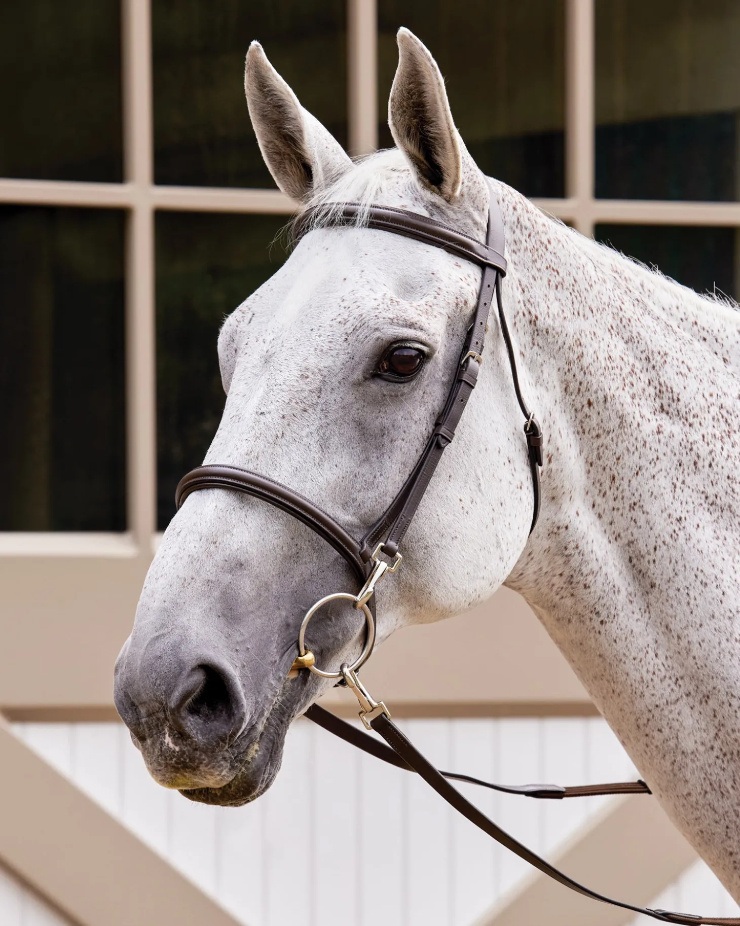 Suffolk™ Training Bridle