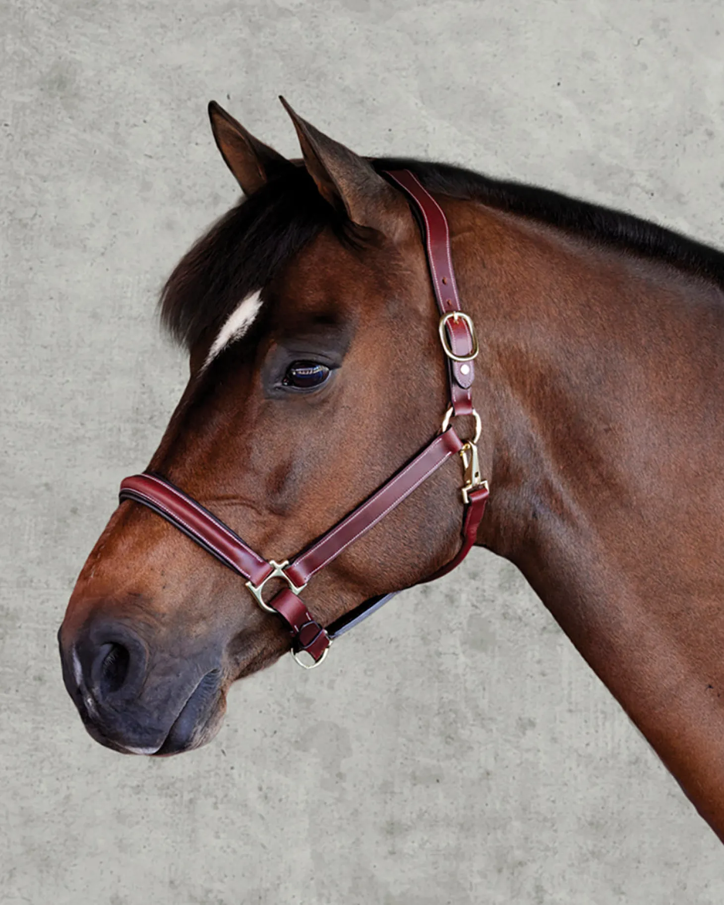 Suffolk™ Ergonomic Halter