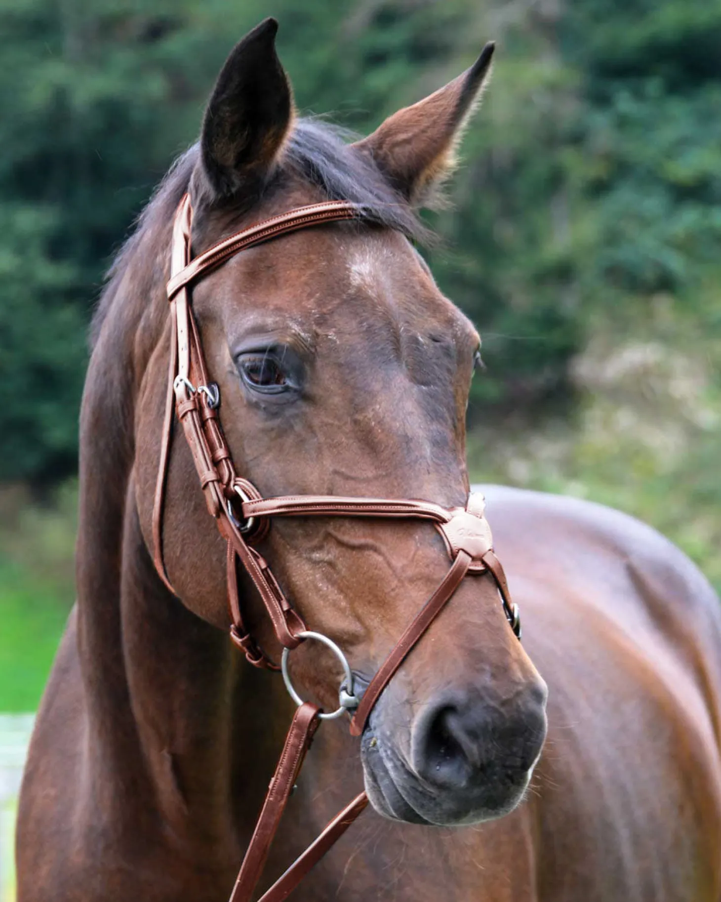 Vespucci Square Raised Figure-8 Bridle
